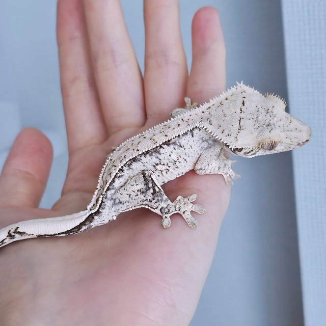 노멀 드리피 화이트스팟