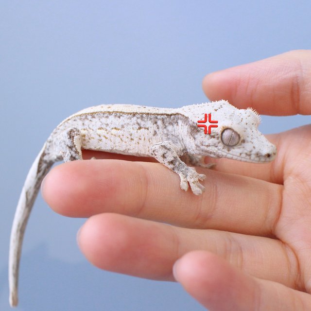 노멀 드리피 화이트스팟