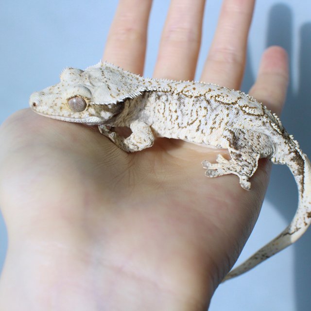 노멀 드리피 화이트스팟