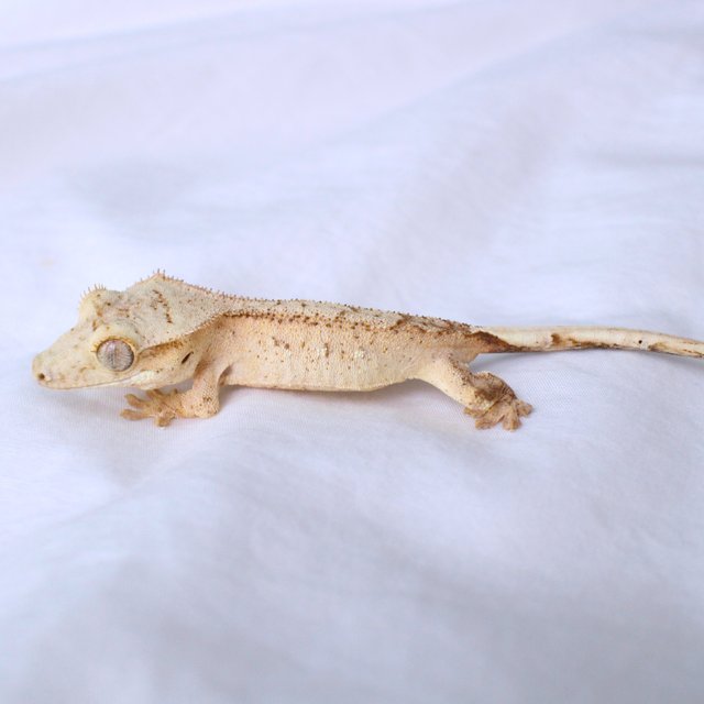 Phantom Yellow Cream Creamsicle