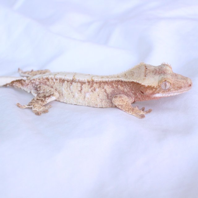 Normal Drippy White Spot Red