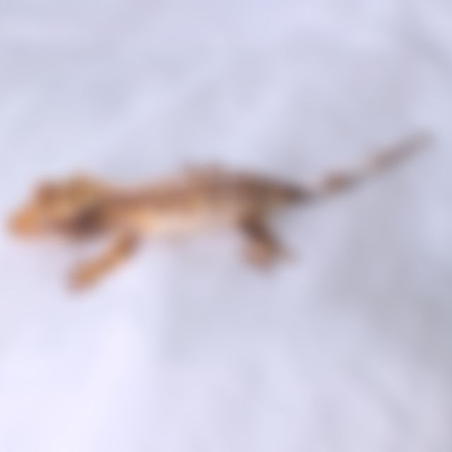 노멀