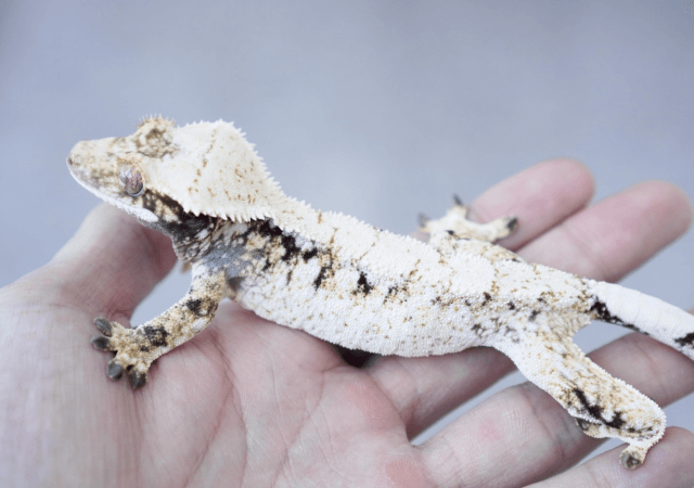 Normal Drippy White Spot