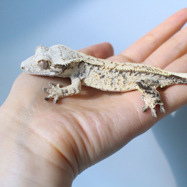 노멀 드리피 화이트스팟