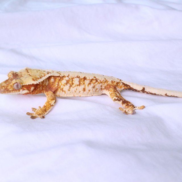 Normal Drippy White Spot Red