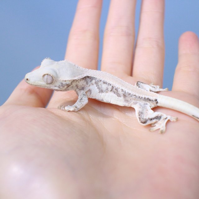 릴리화이트 솔리드백