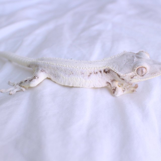 Lilly White