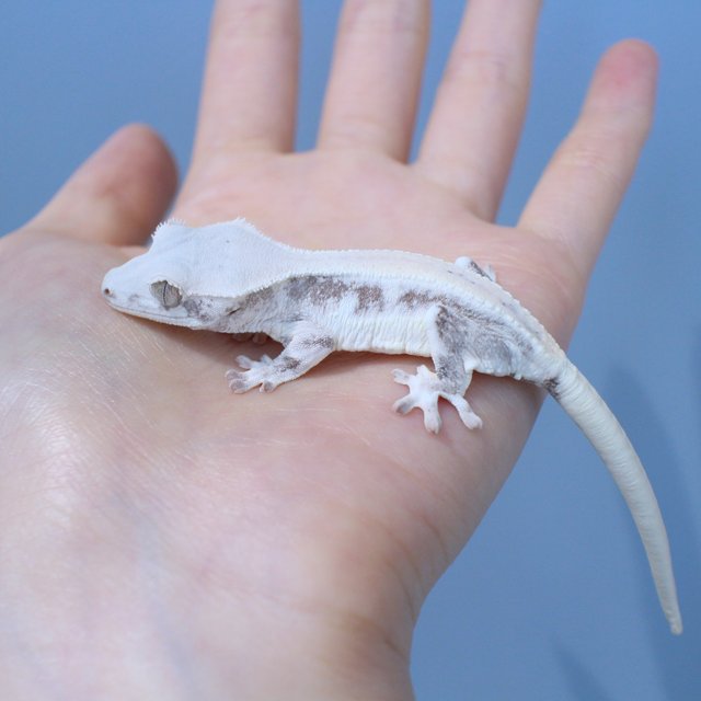 Lilly White