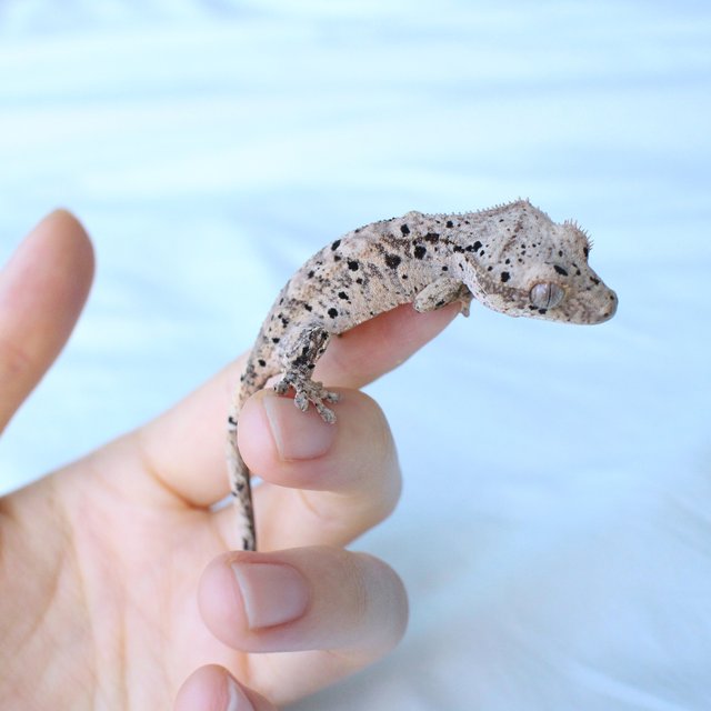 Normal Super Dalmatian