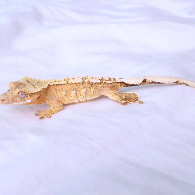 Normal Cream Creamsicle White Spot Yellow