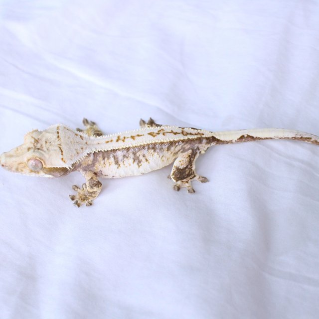 Normal Drippy White Spot Pinstripe Tri