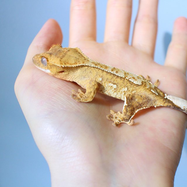 노멀 옐로우 크림 크림시클