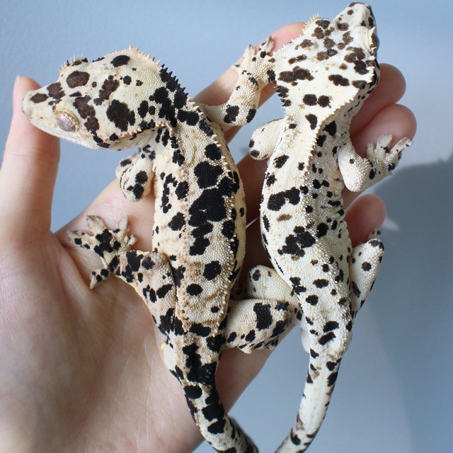 Normal Super Dalmatian