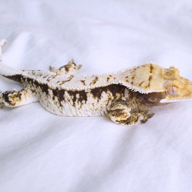 노멀 화이트스팟 화이트크라운 화이트핀