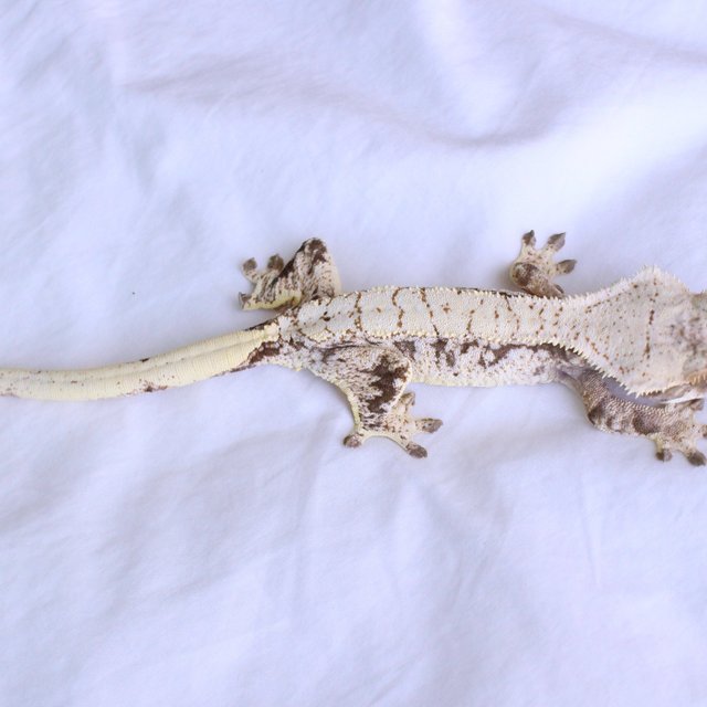 Normal Drippy White Spot