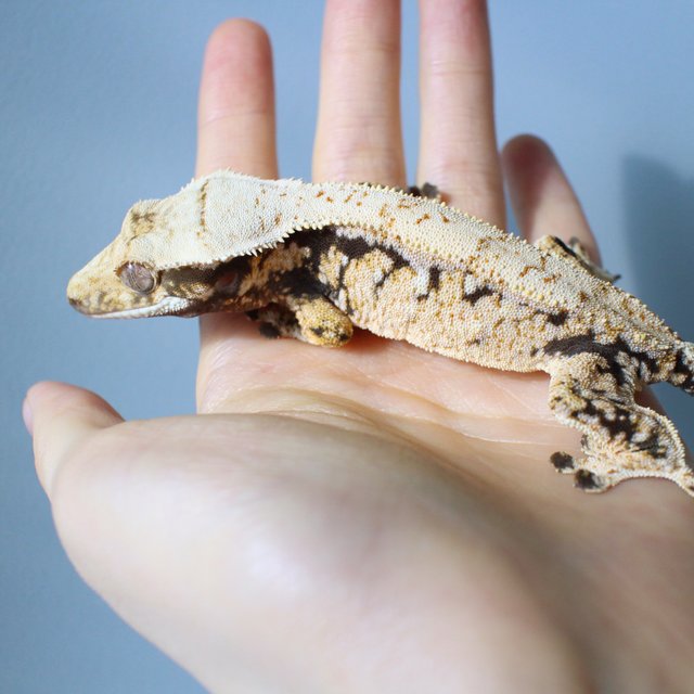 노멀 드리피 화이트스팟