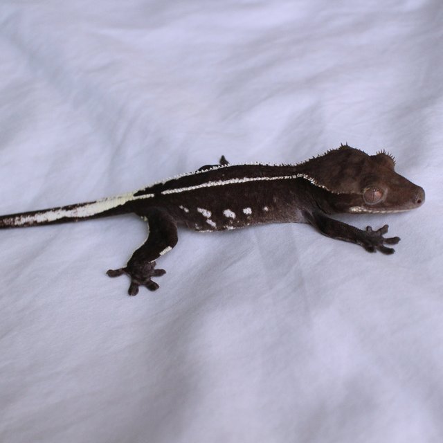 Axanthic