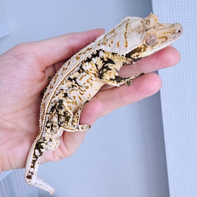 노멀 드리피 화이트스팟