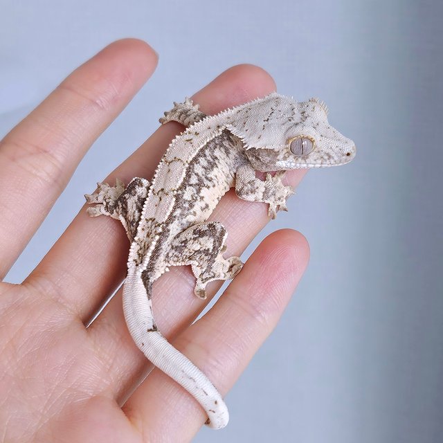 노멀 드리피 화이트스팟