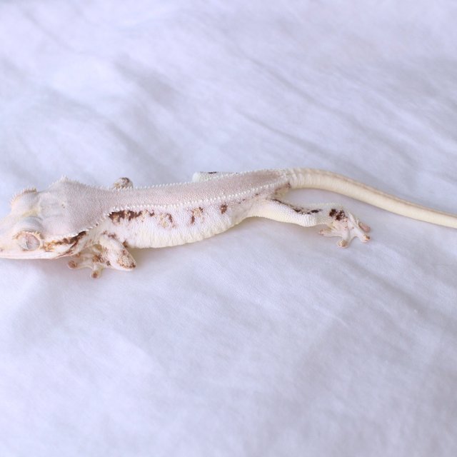 Lilly White Solid Back