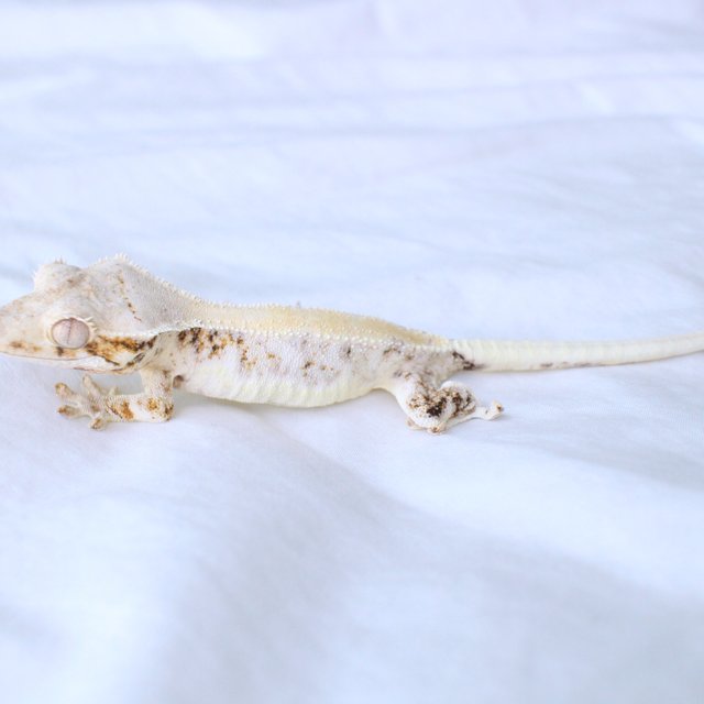 Lilly White