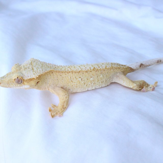 Cream Creamsicle Phantom Yellow Normal