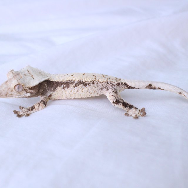 Normal Drippy White Spot Black White