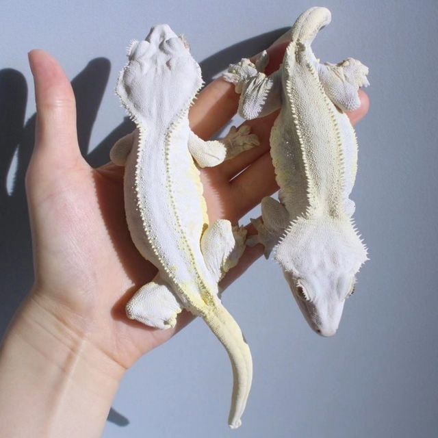 노멀