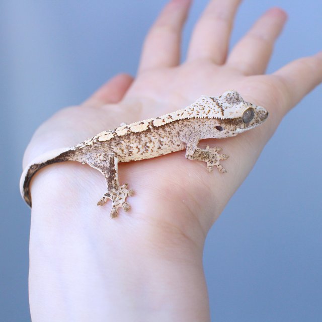 노멀 화이트스팟 옐로우 크림 크림시클