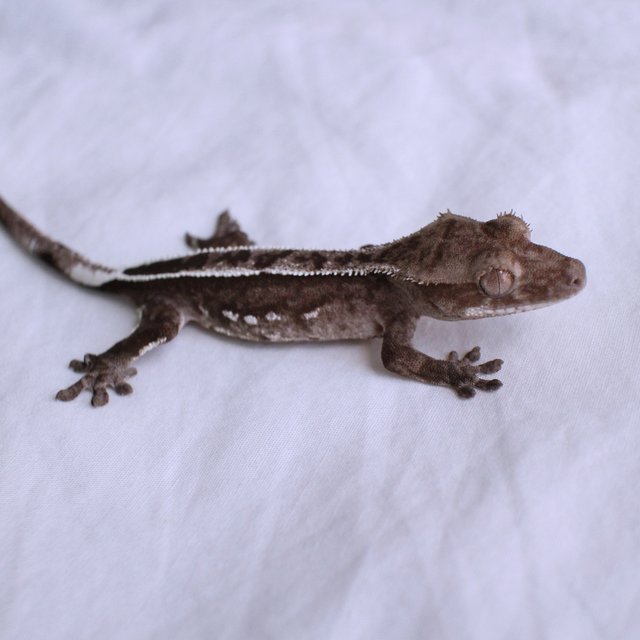 Axanthic