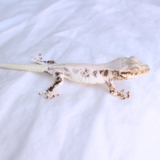 Lilly White