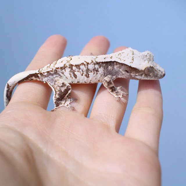 Normal Drippy White Spot