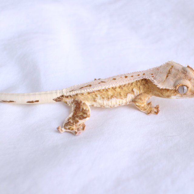 릴리화이트 옐로우 크림 크림시클