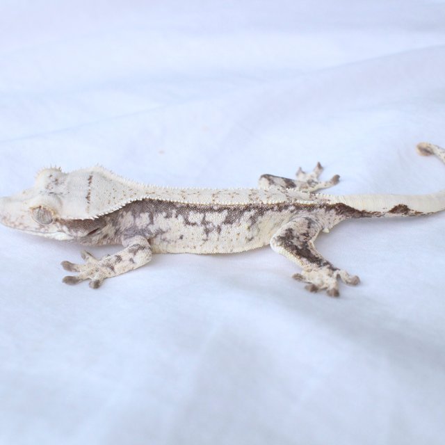 Drippy Normal White Spot