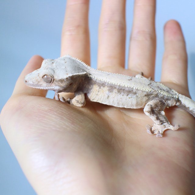 세이블 드리피 화이트스팟