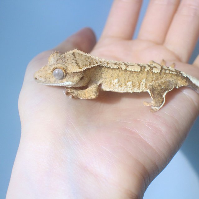 노멀 화이트스팟 옐로우 크림 크림시클