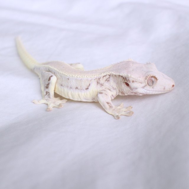 Lilly White