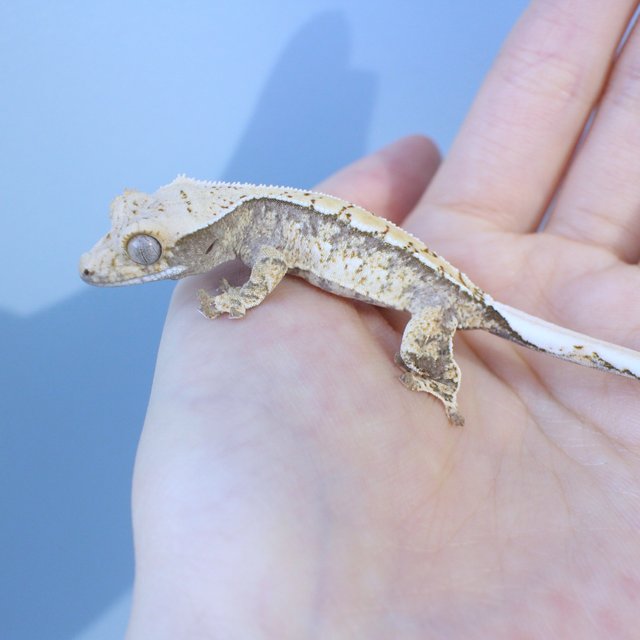 노멀 화이트스팟