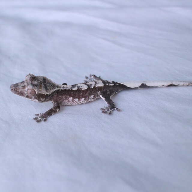 Axanthic