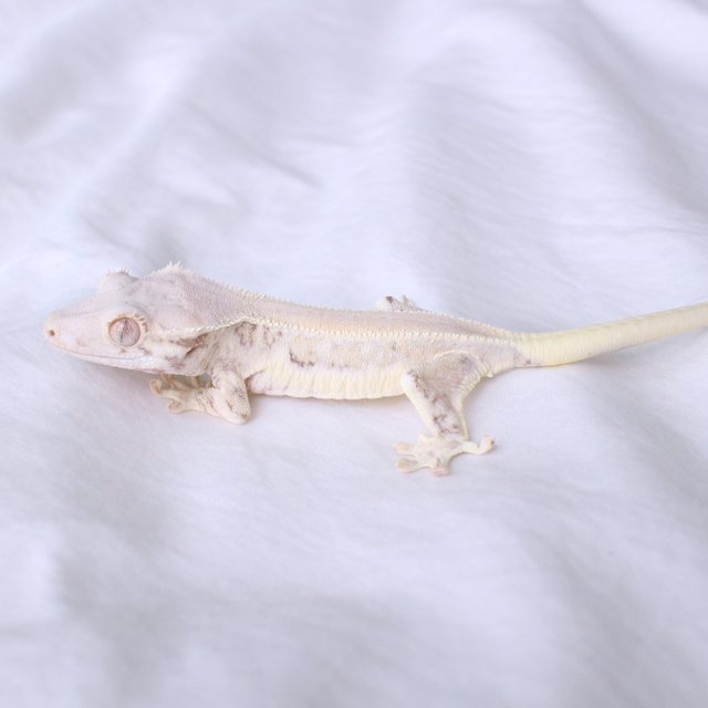 Lilly White
