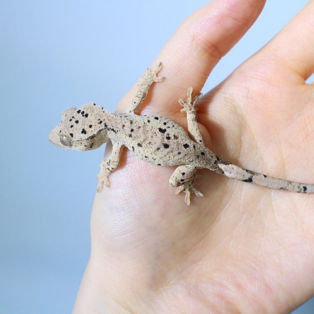 노멀 달마시안 슈퍼달마시안