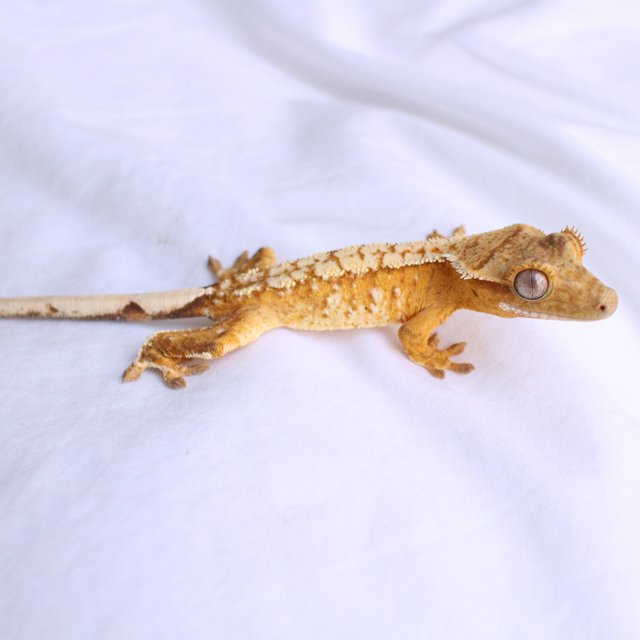 노멀 화이트스팟 옐로우 크림 크림시클