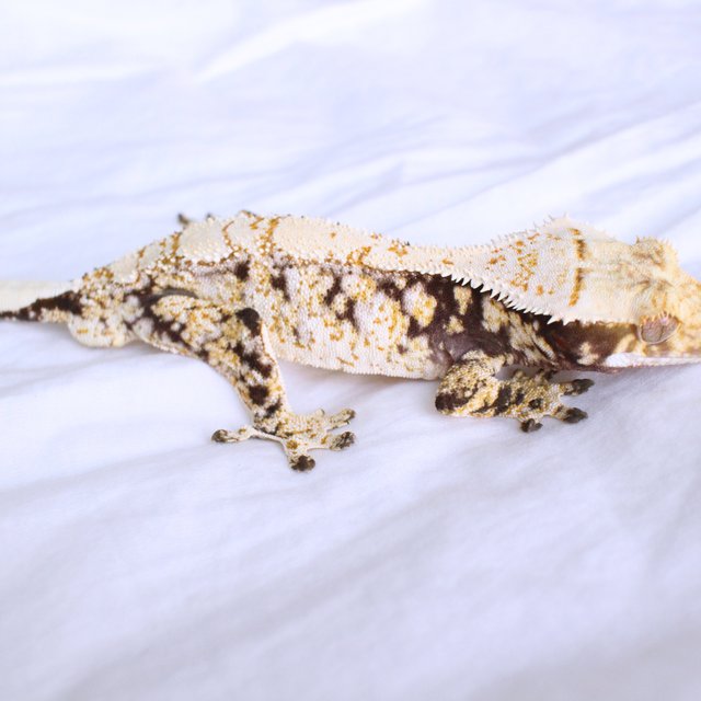 Normal Drippy White Spot