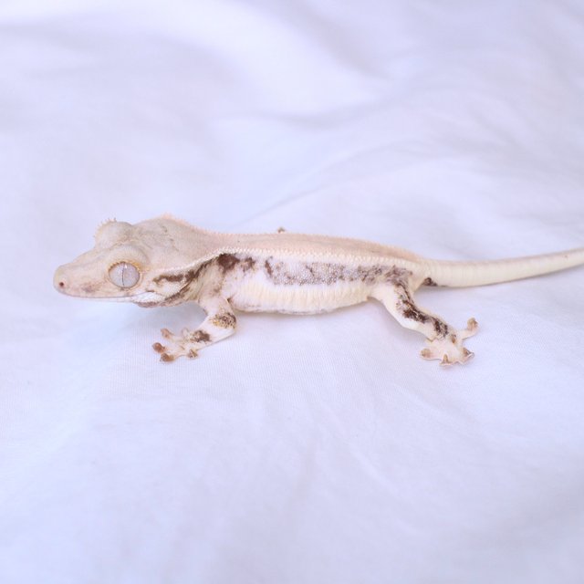 Lilly White