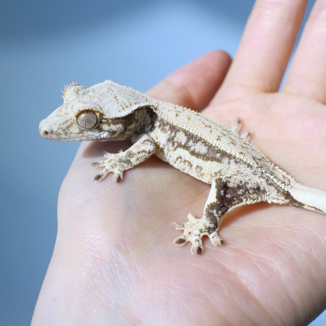 노멀 드리피 화이트스팟