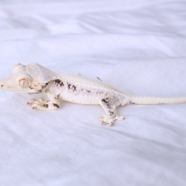 Lilly White Solid Back