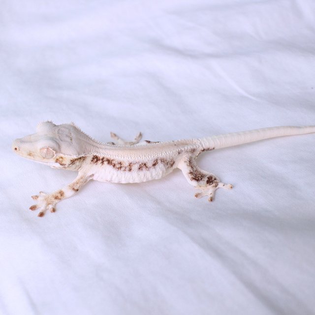 Lilly White