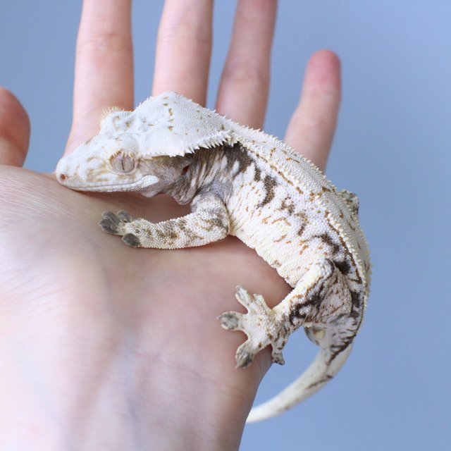 노멀 드리피 화이트스팟