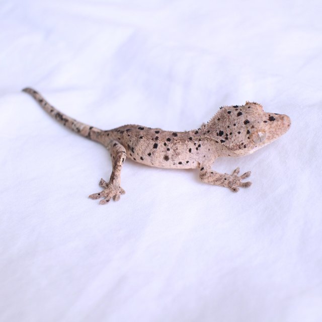 Super Dalmatian Normal