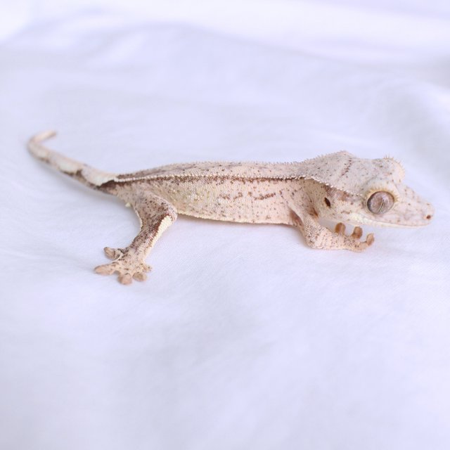 Normal Phantom Yellow Cream Creamsicle